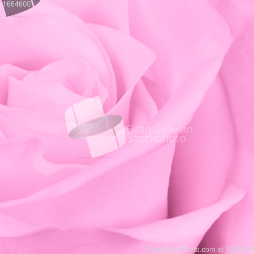 Image of pink rose close up