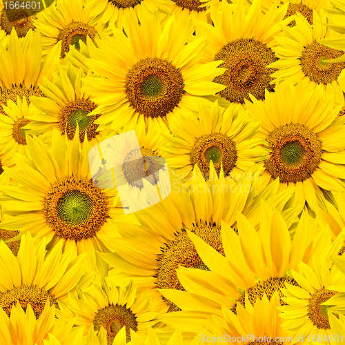 Image of sunflower background