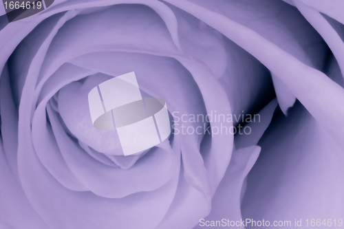 Image of violet rose close up