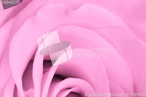 Image of pink rose close up