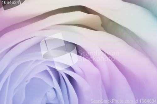 Image of multicolor rose