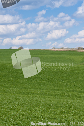 Image of green field