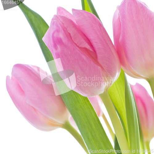 Image of pink tulips
