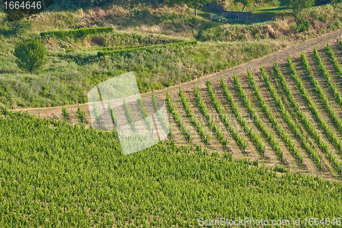 Image of Typical Tuscan landscape