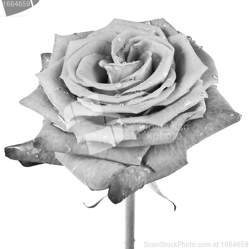 Image of white rose
