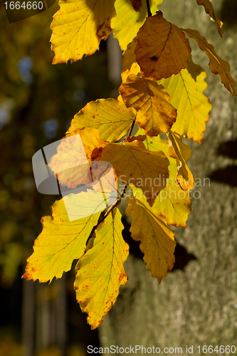 Image of autumn foliage