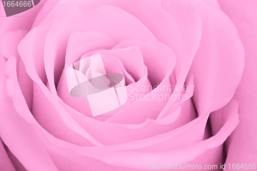 Image of pink rose close up