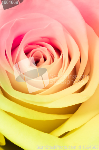 Image of multicolor rose