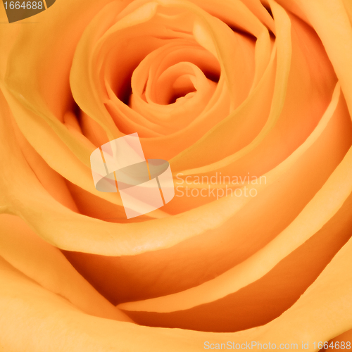 Image of orange rose close up