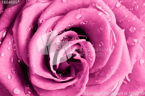 Image of pink rose