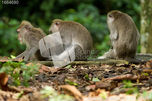 Image of Monkey (Macaca fascicularis)