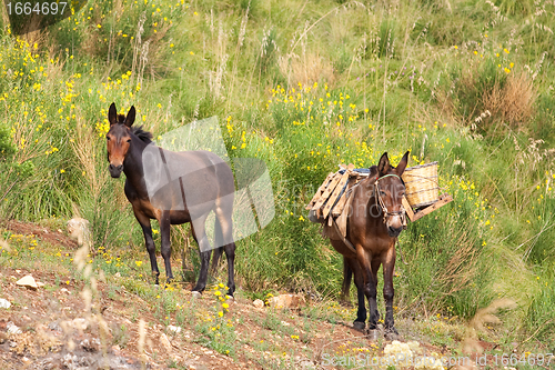 Image of Mule in bushes