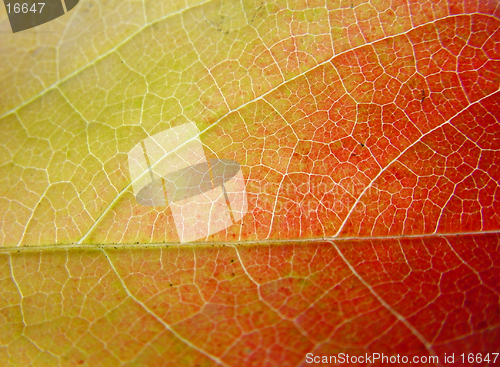 Image of Background leaf in green, yellow and red