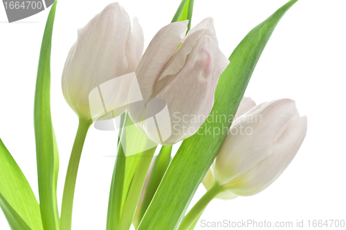 Image of tulips