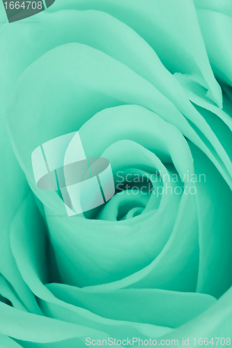 Image of green rose close up