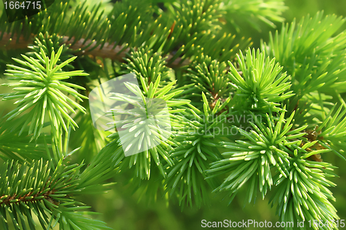 Image of Branch of a coniferous tree