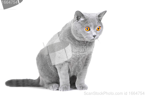 Image of young British blue cat sitting on isolated white