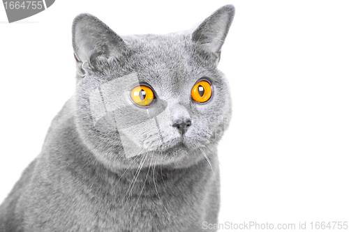 Image of muzzle of young British blue cat on isolated white