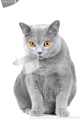 Image of young British blue cat sitting on isolated white