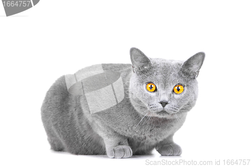 Image of young British blue cat sitting on isolated white