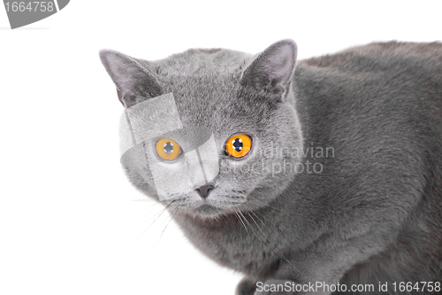 Image of young British blue cat sitting on isolated white