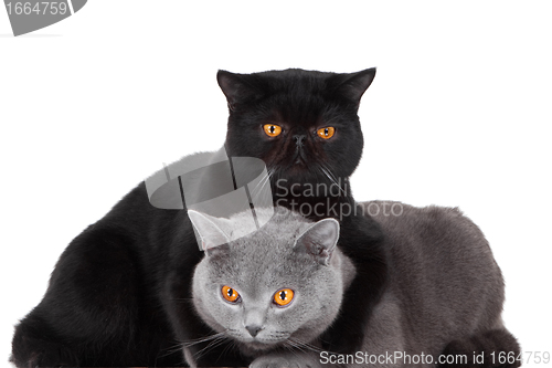 Image of British blue and Black Persian cats playing on isolated white