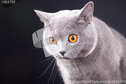 Image of beautiful young British blue cat on black