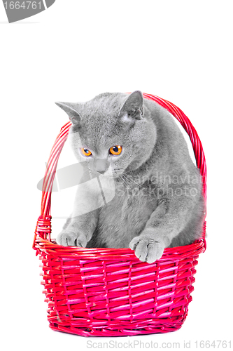 Image of British blue cat sitting in pink basket on isolated white