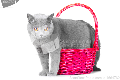 Image of British blue cat standing near pink basket on isolated white