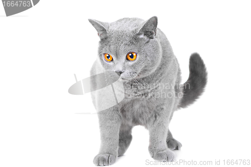 Image of young British blue cat sitting on isolated white