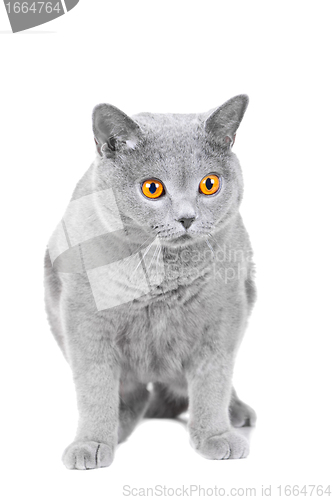 Image of young British blue cat sitting on isolated white