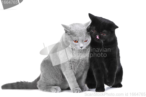 Image of British blue and Black Persian cats playing on isolated white