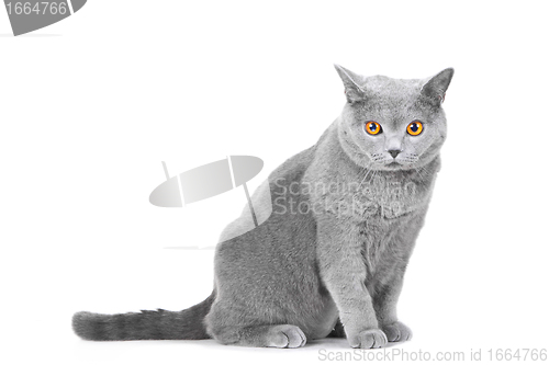 Image of young British blue cat sitting on isolated white