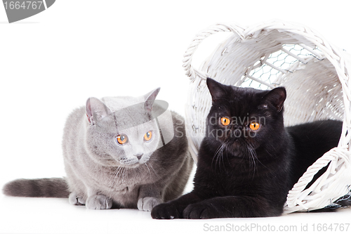 Image of British blue and Black Persian cats playing on isolated white