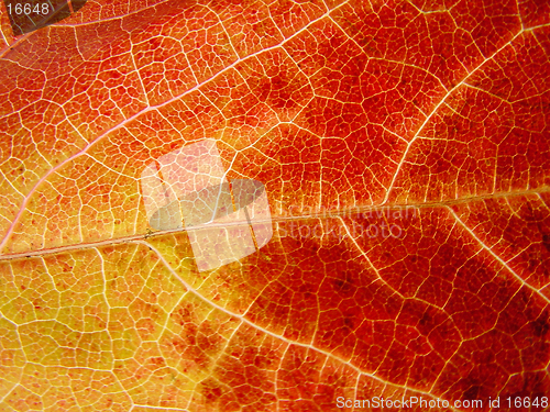 Image of Yellow and read leaf