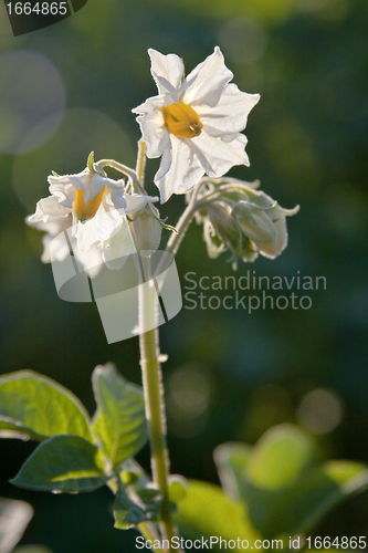 Image of potato blossom