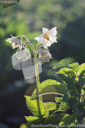 Image of potato blossom