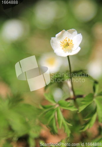 Image of White anemone in the forrest