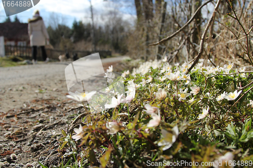 Image of White anemone by the road.