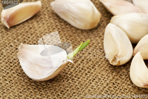 Image of garlic cloves