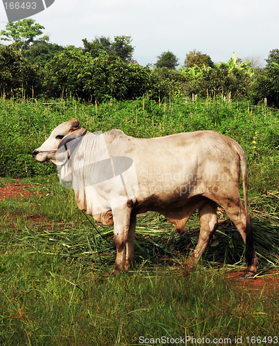 Image of Cow