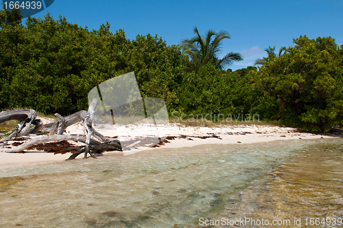 Image of Driftwood at the beach