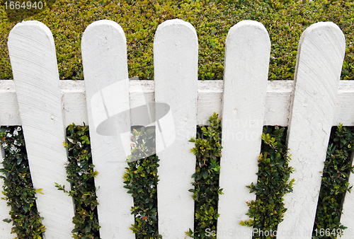 Image of Fence with hedge