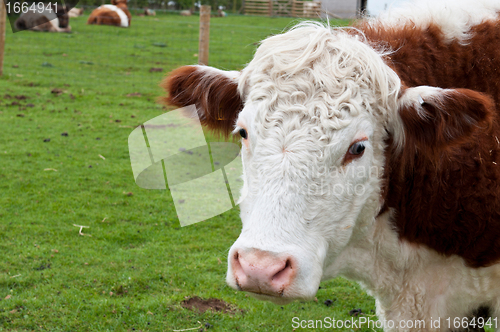 Image of Cow