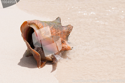 Image of Seashell at the beach