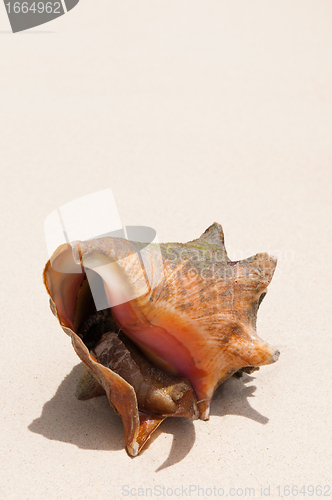 Image of Seashell at the beach