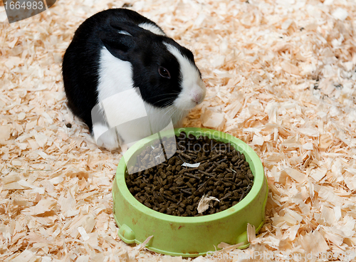 Image of Dutch rabbit