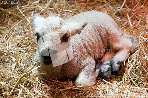 Image of Newborn lamb
