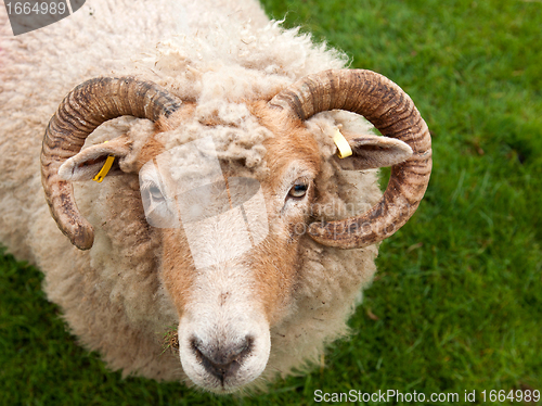 Image of Sheep with horns