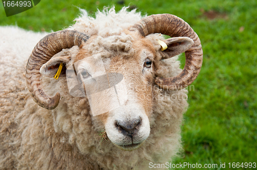 Image of Sheep with horns